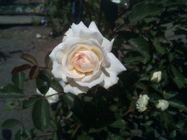 Rose