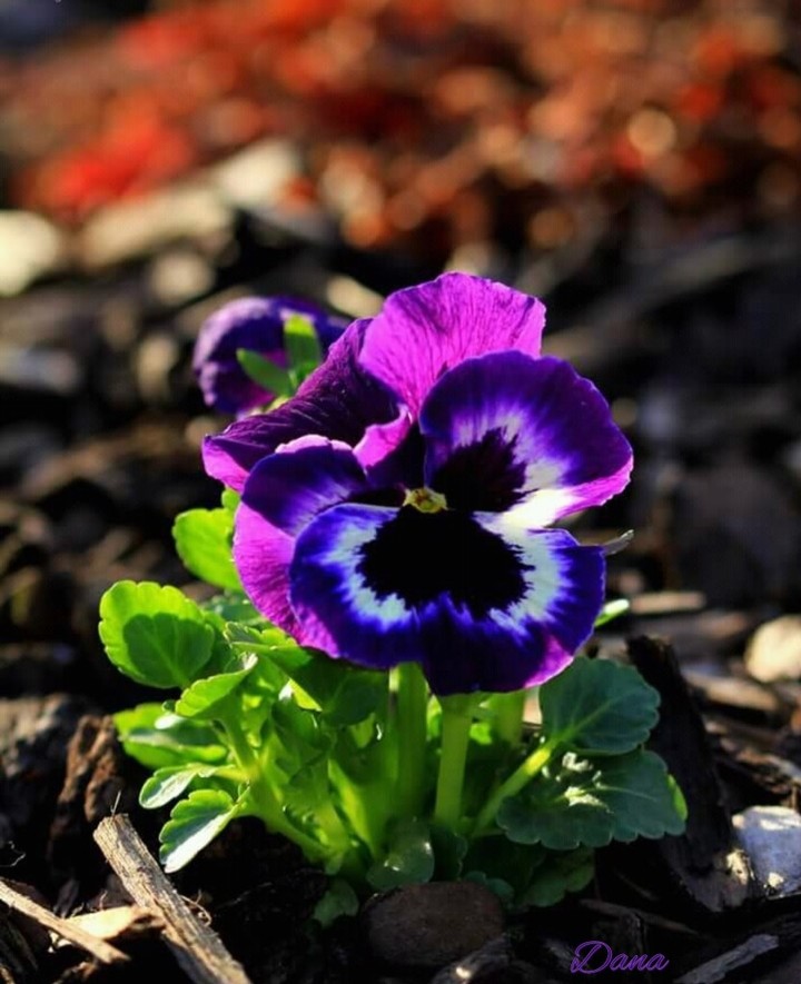 Viola