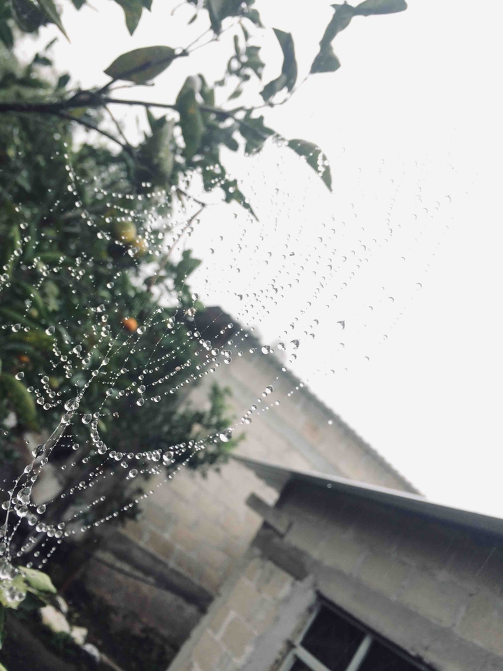 Telaraña