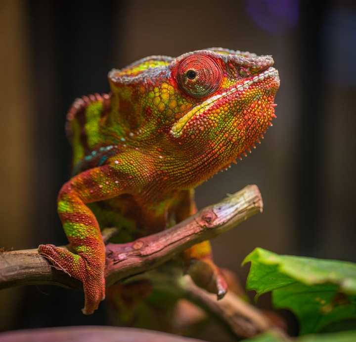 reptile