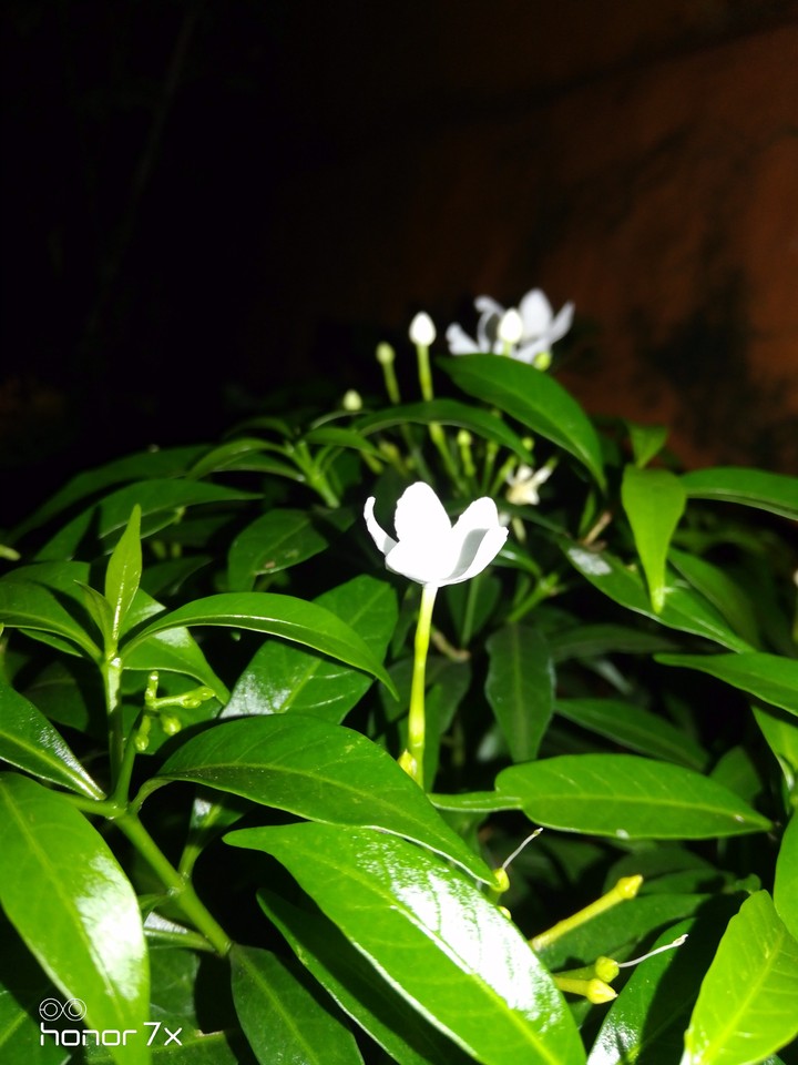 flowers @night
