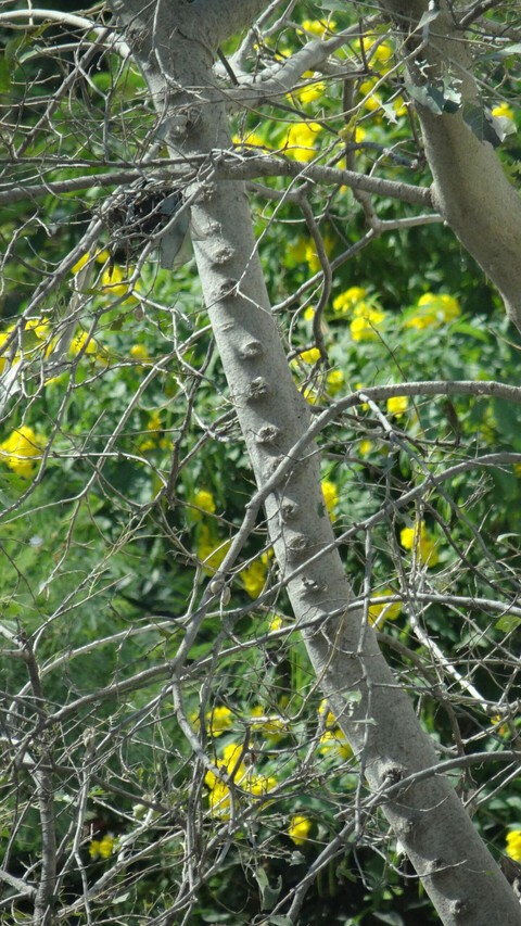 branches
