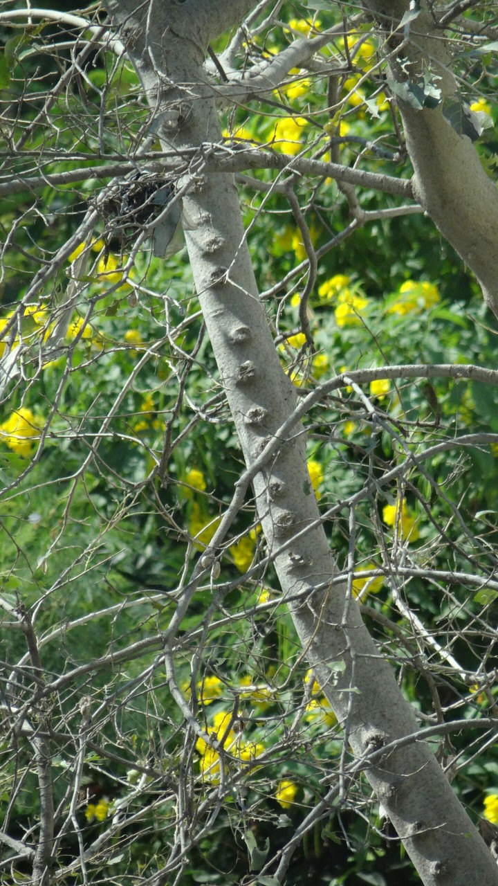 branches