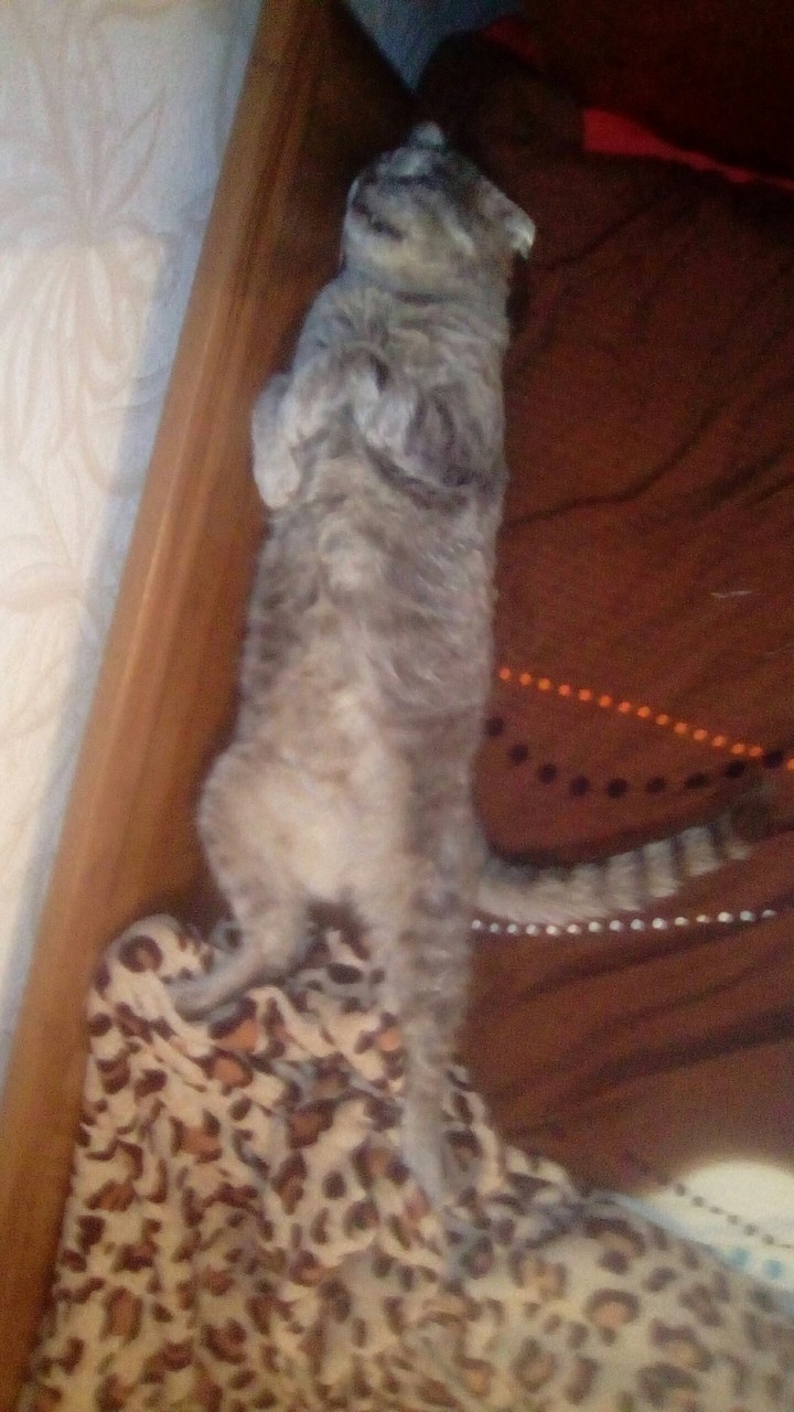 кот
