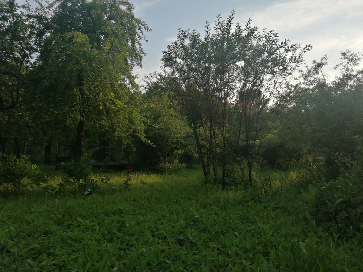 garden sunset
