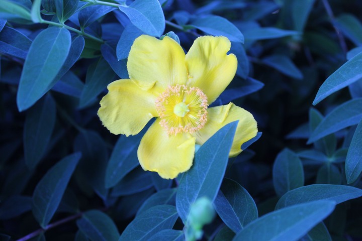 Yellow flower