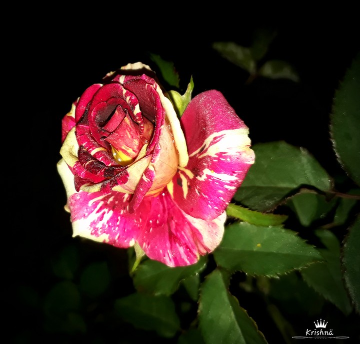 Multi Colour Rose.