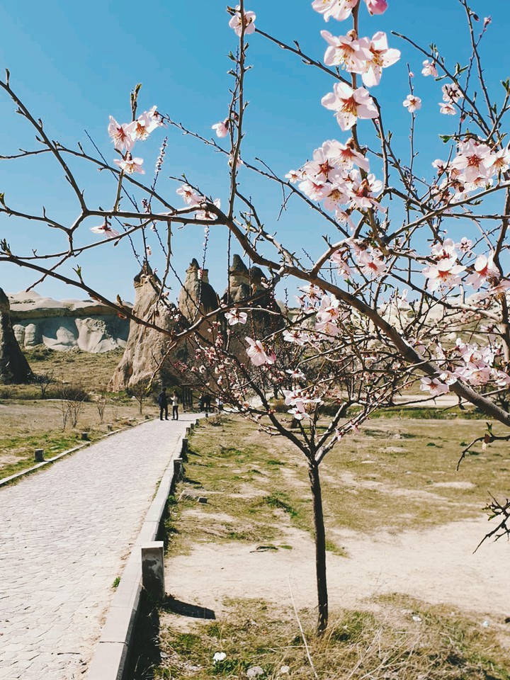 Beatiful day among plum trees .??
