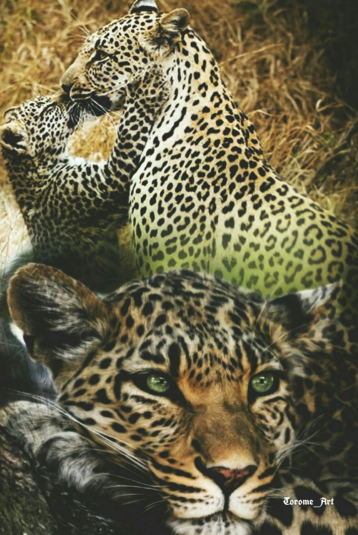 leopard