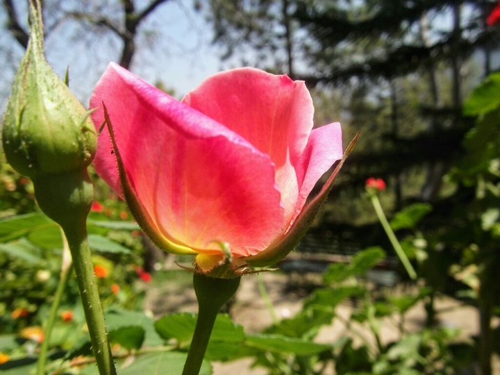 Captured from my camera