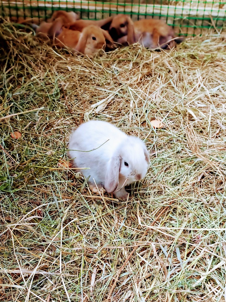 rabbit on the green