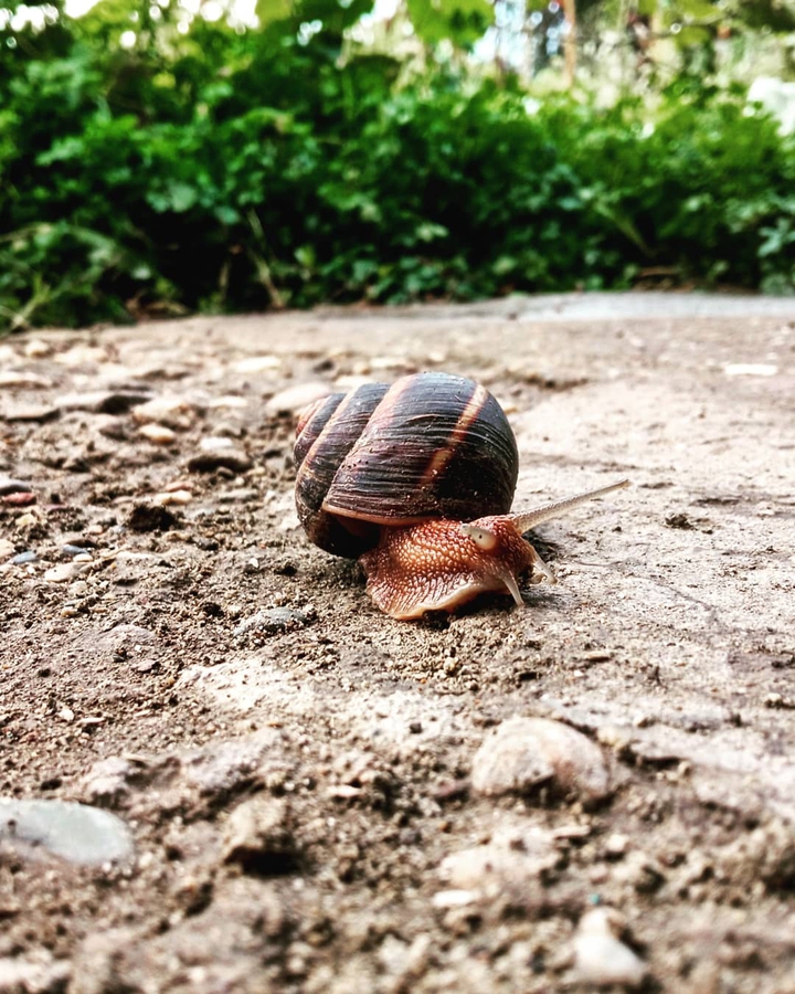 snail