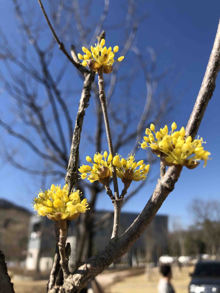 Blue and yellow