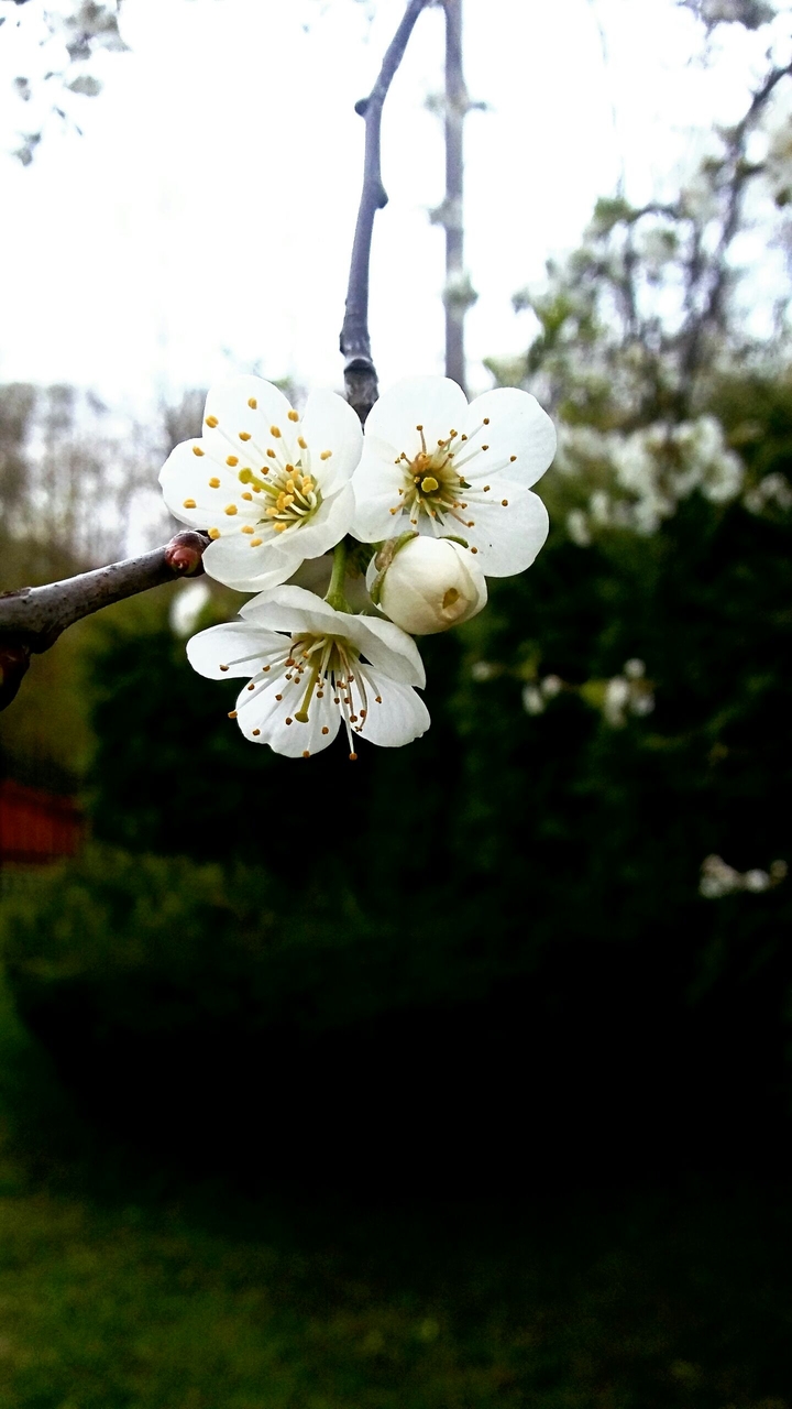 Flowery