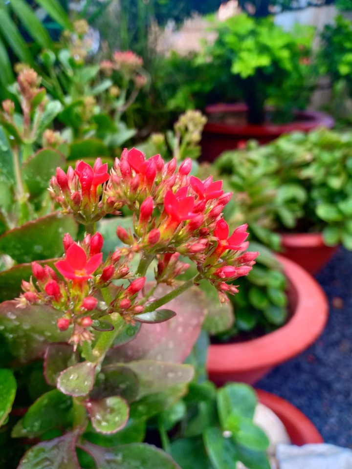 Flowers