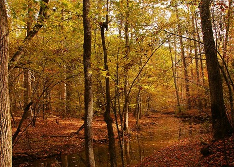 giornata nel bosco