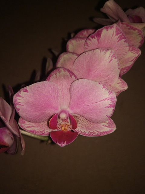 orchid phalaenopsis pirate picotee
