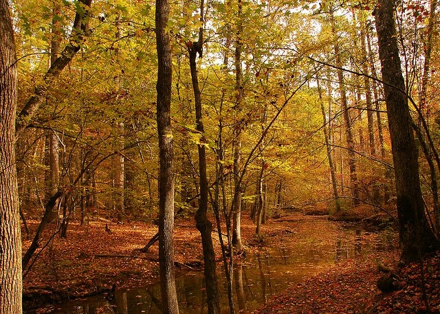 giornata nel bosco