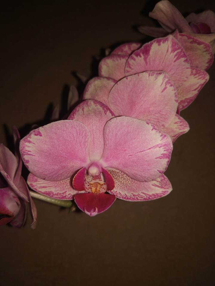 orchid phalaenopsis pirate picotee