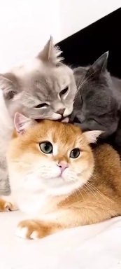 Кошка с котятами ❤️