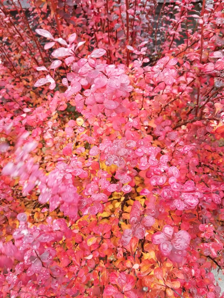 falling into red