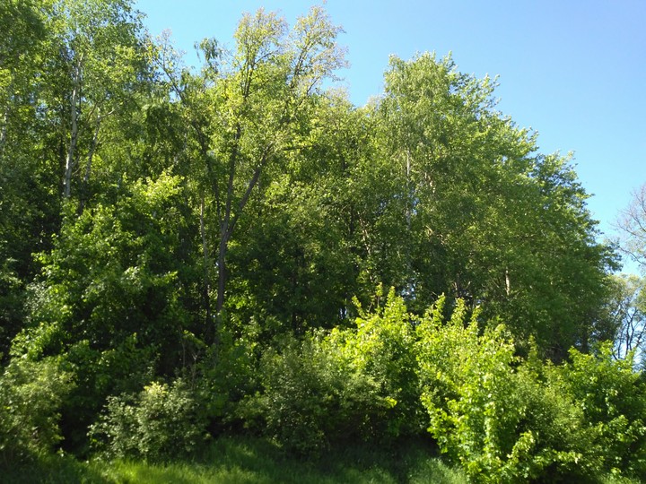 Green Page of Earth