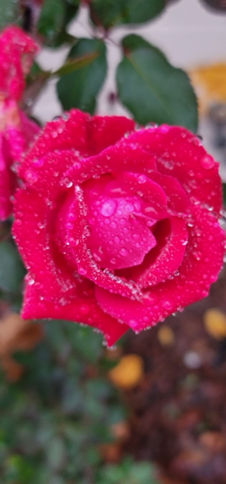 Winter Roses