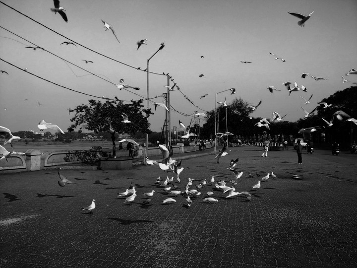 shotononeplus