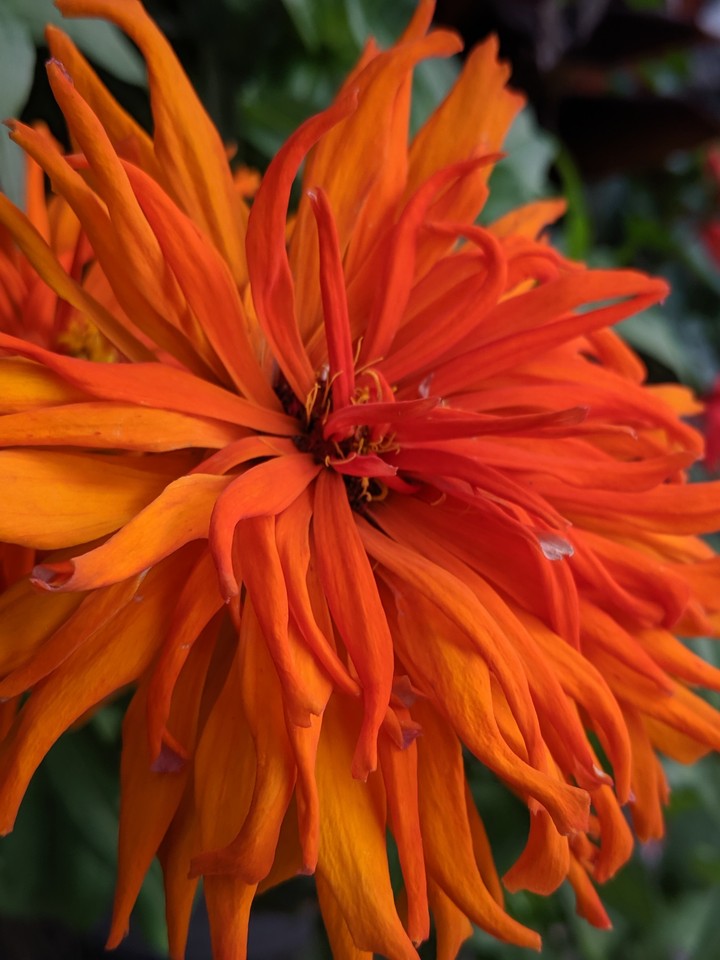 Orange Bloom