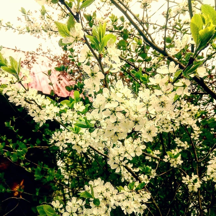 Blackthorn blossom