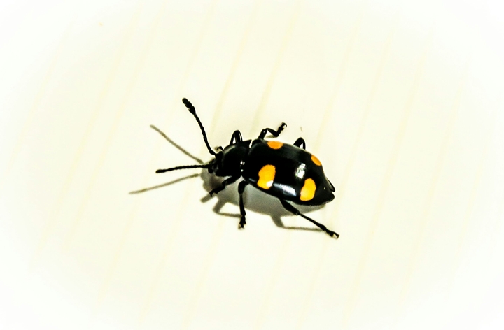 Cute bugs