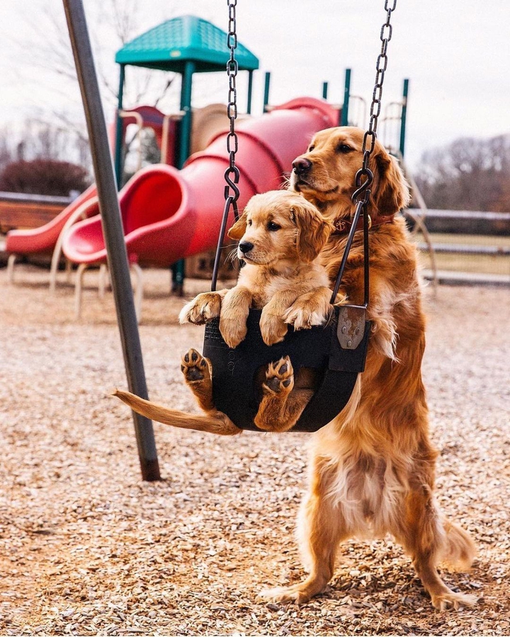 golden retriever