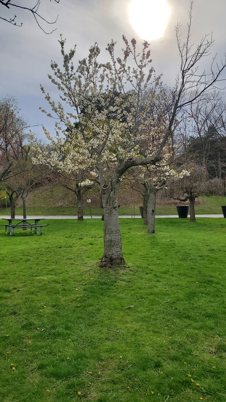 Devil Tree