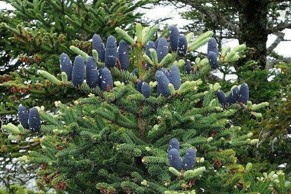 Pine cones