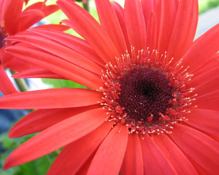 Gerber daisy