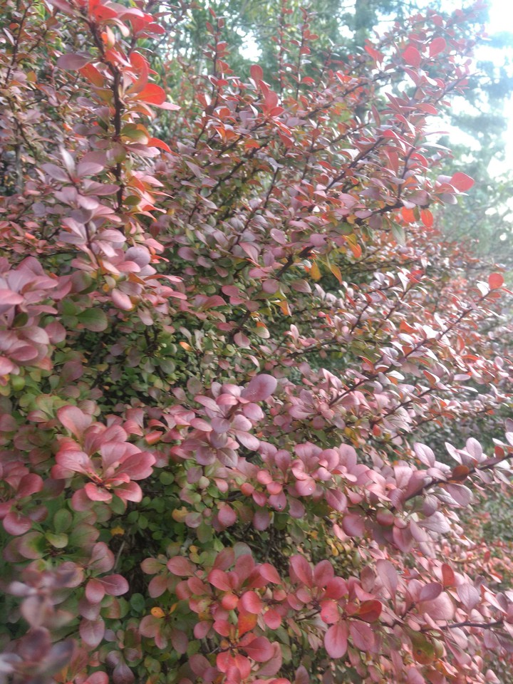 otoño