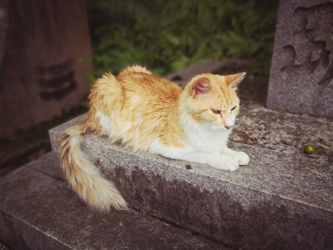wet cat