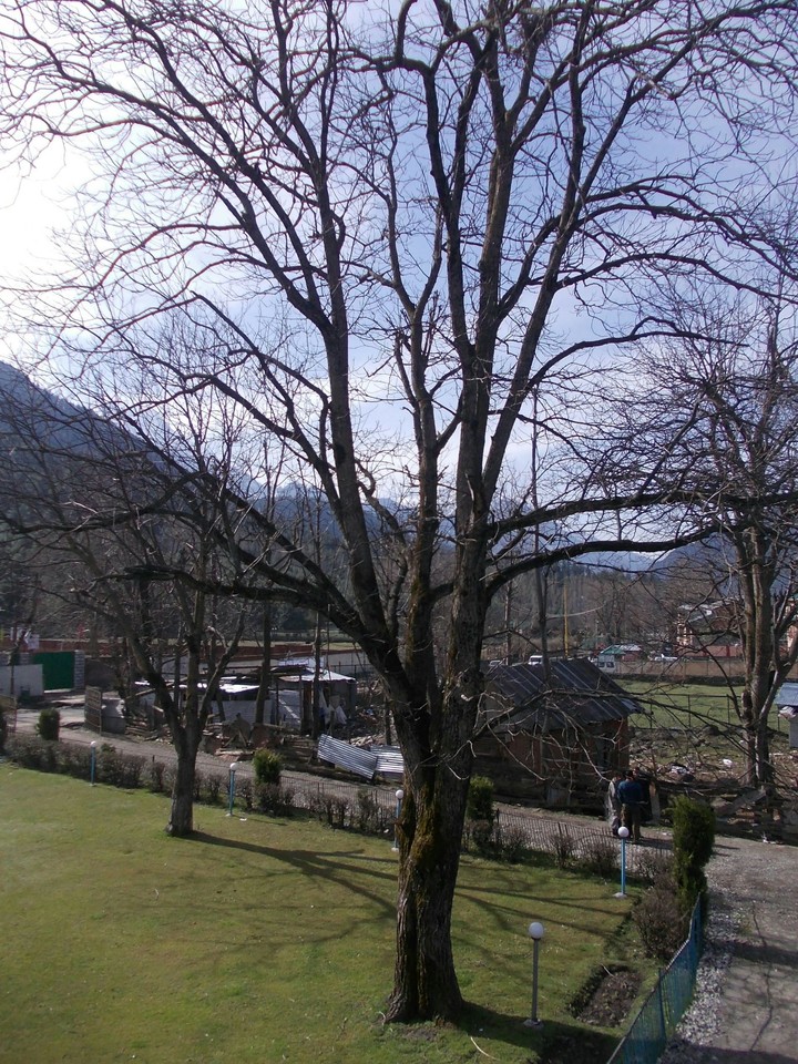 Walnut tree