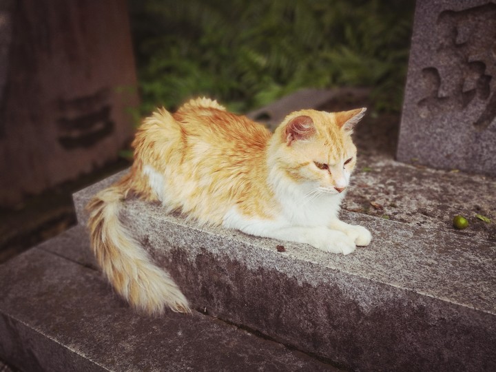 wet cat