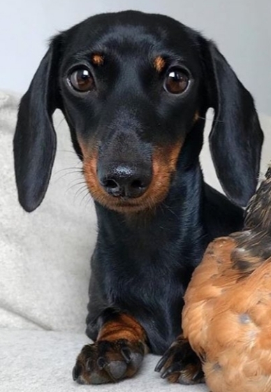 beautiful dog