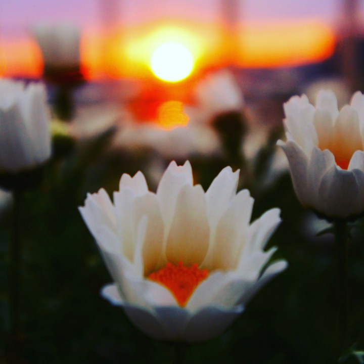 夕日と花