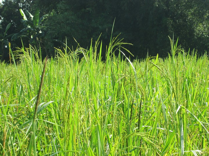 green pady field