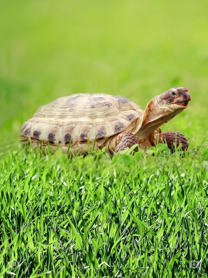 turtle
