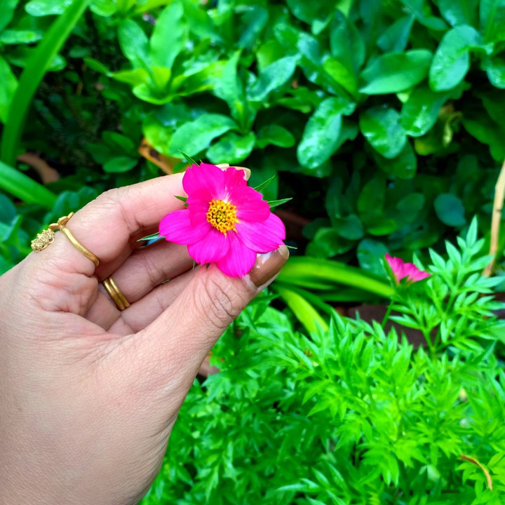 Pink flower