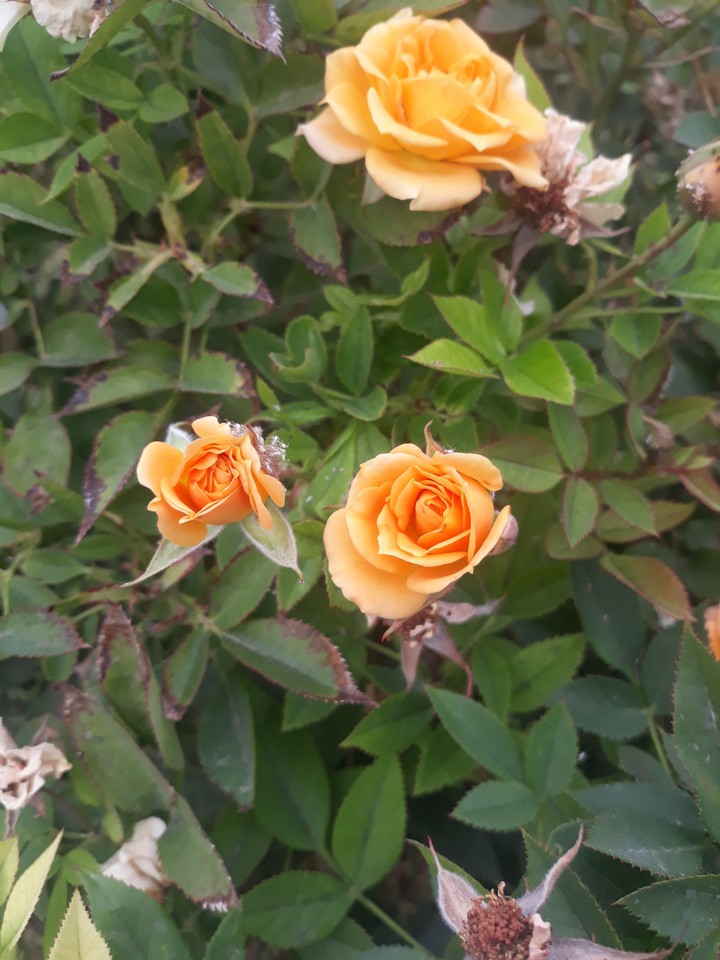 very beautiful roses