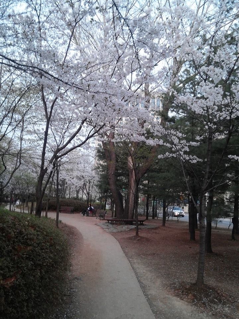 Under the Umbrella of Trees, Find Shelter in Me