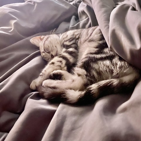 cat