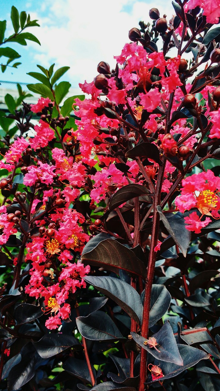 flowers