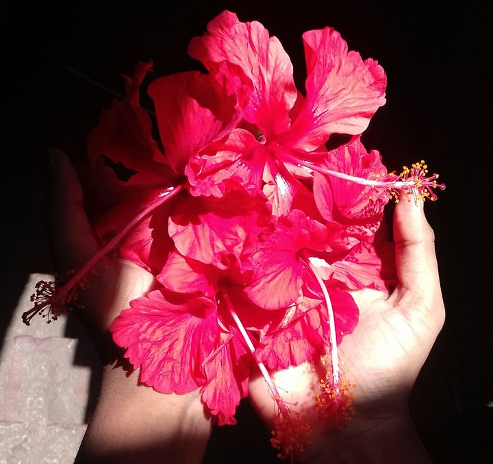 hibiscus rosa sinensis