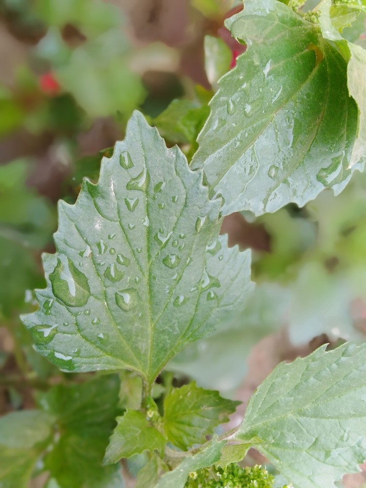 Green leaf